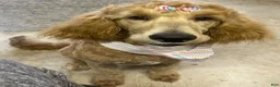 Double Doodle dogs for sale: Purple - Ad 6