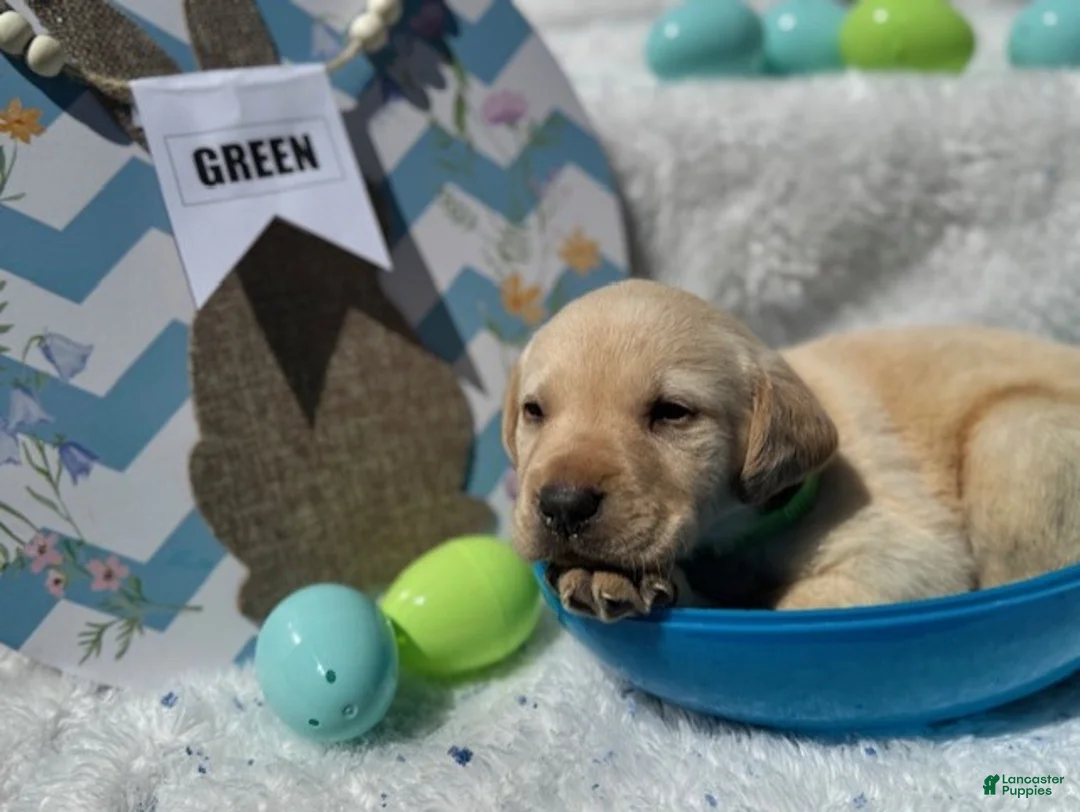 Labrador Retriever dogs for sale: Green Collar Male - Ad 1