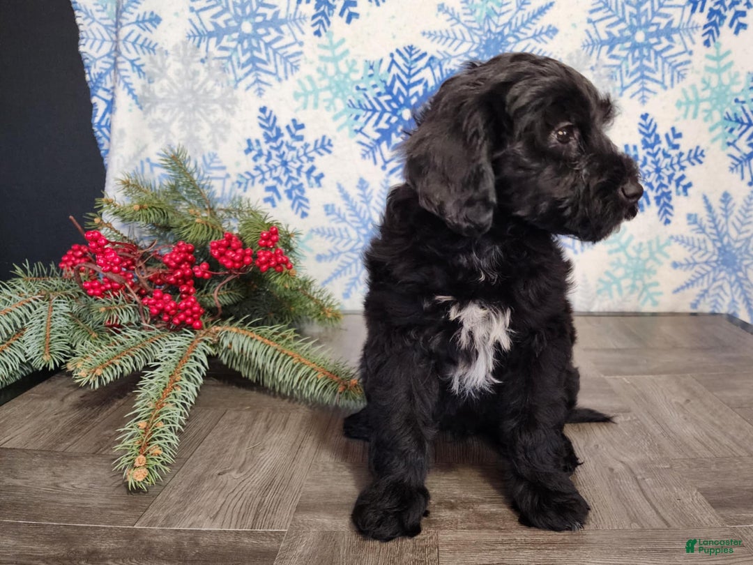 Mini Bernedoodle dogs for sale: Grace - Ad 20