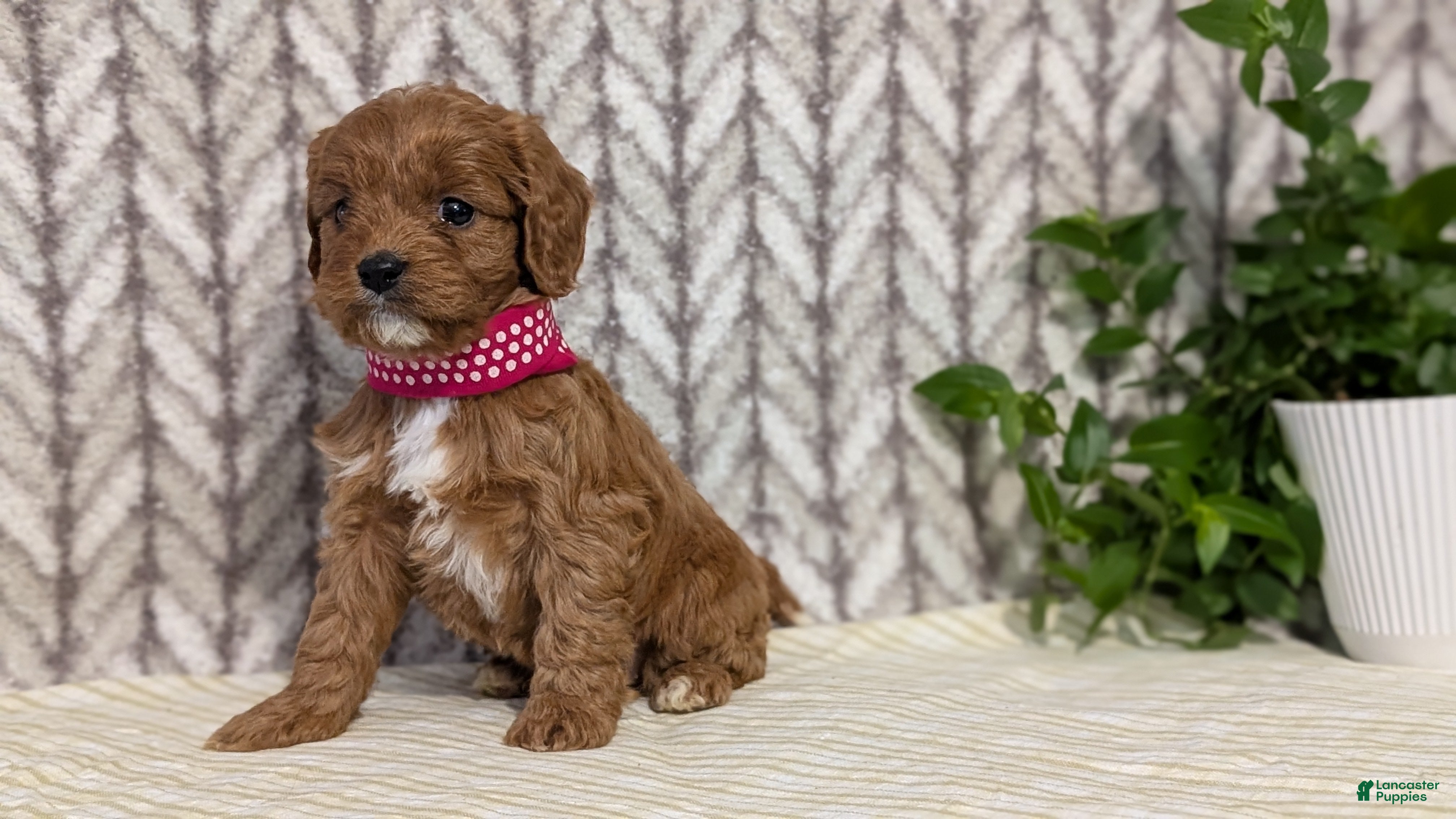 Cavapoo dogs Angel - Ad 2