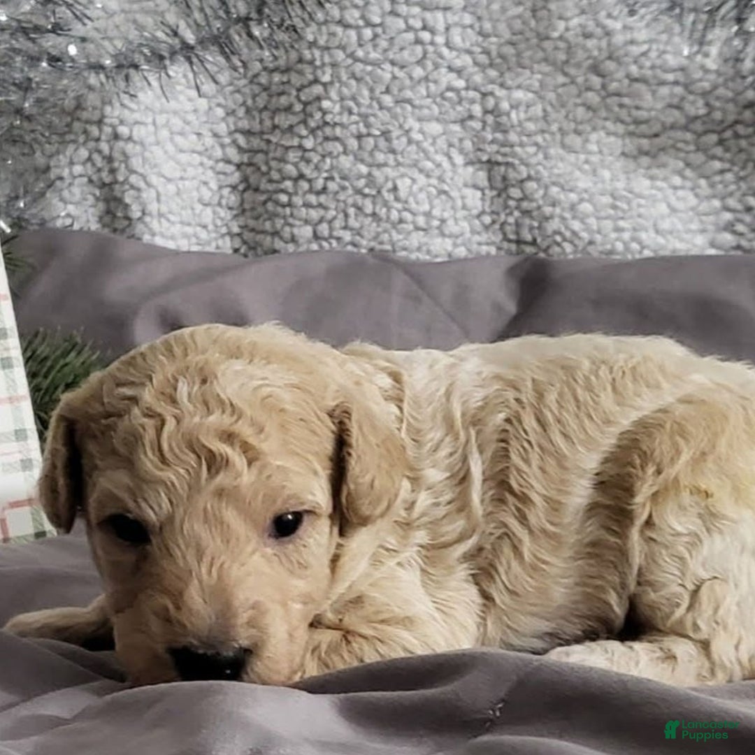 Bichpoo dogs for sale: Jaxon  - Ad 2