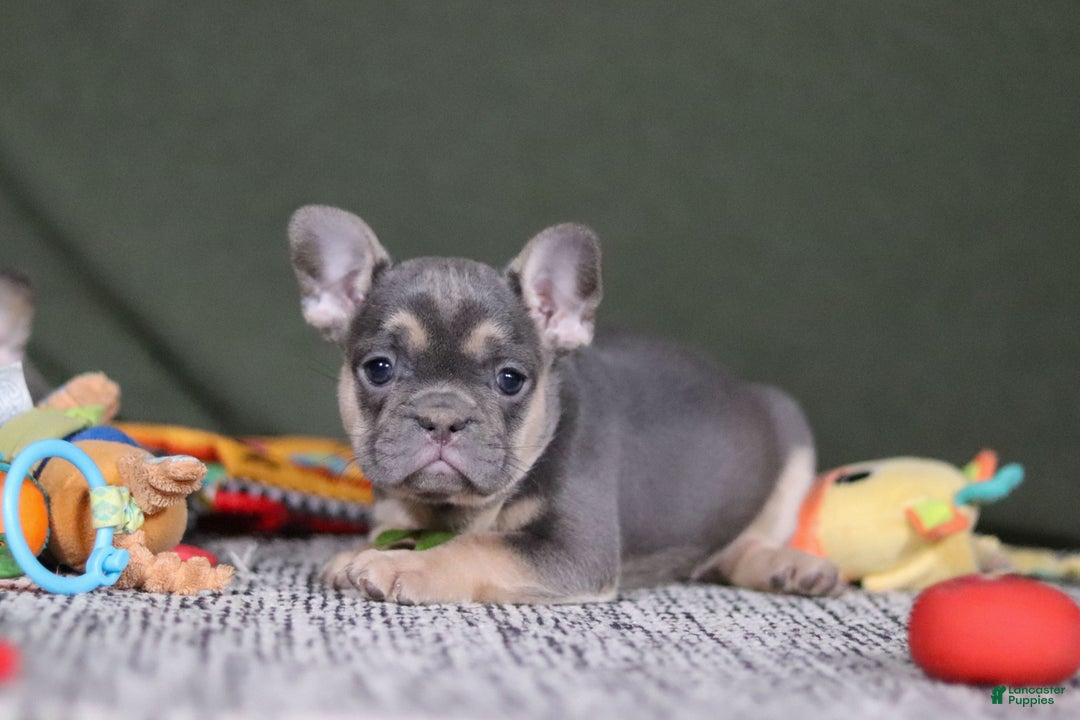 French Bulldog dogs for sale: Bethany - Ad 2