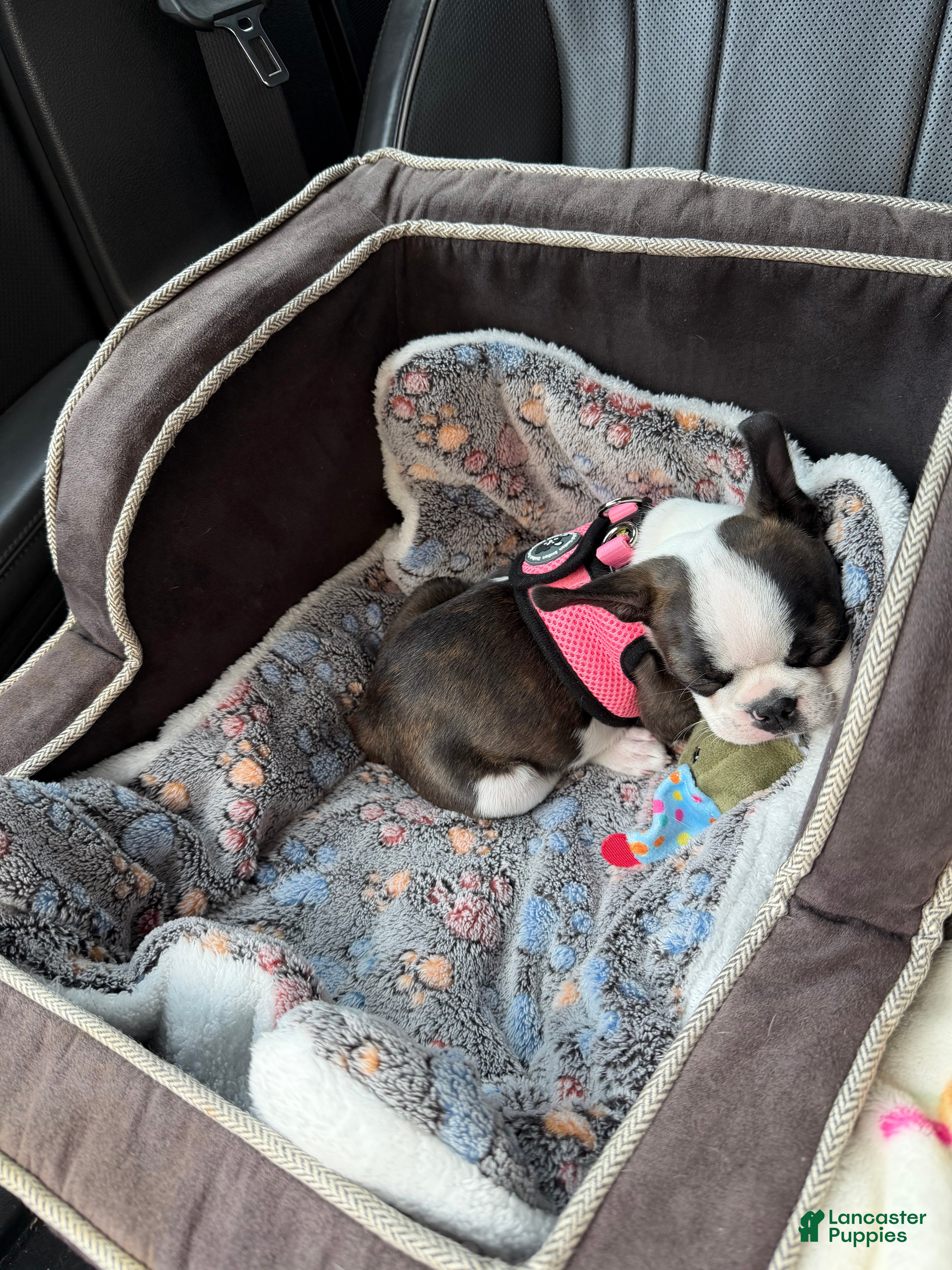 Boston Terrier dogs Jesse  - Ad 2