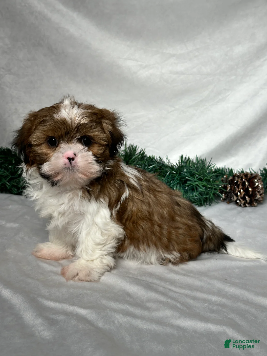 Shih Tzu dogs for sale: Mason - Ad 3