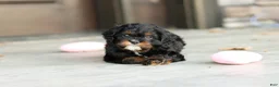 Cavapoo dogs for sale: Ash - Ad 10