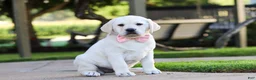 Labrador Retriever dogs for sale: Kathy - Ad 2