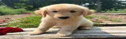 Golden Retriever dogs for sale: Finn - Ad 3