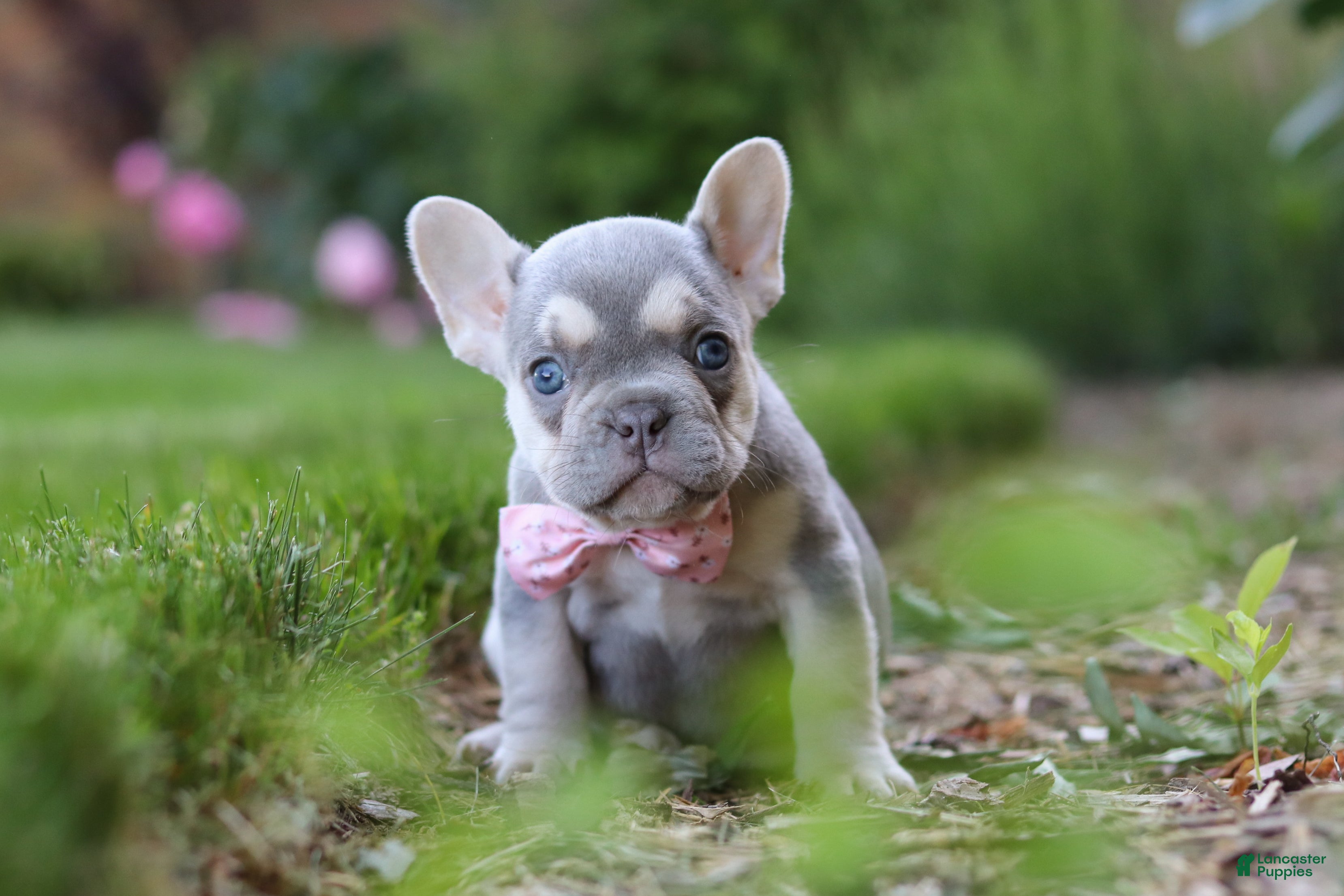 French Bulldog dogs for sale: Poppy - Ad 4