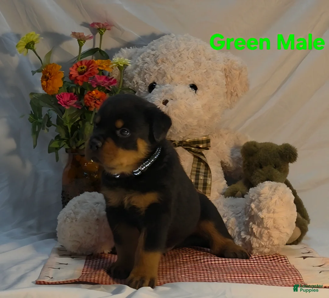 Rottweiler dogs for sale: Green - Ad 2