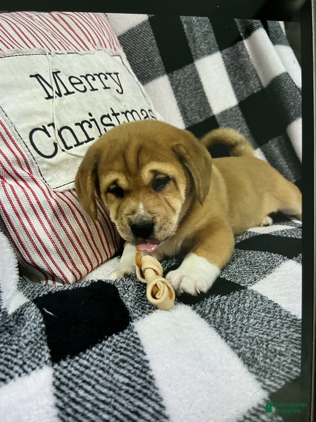 Mixed Breed dogs for sale: Mixed Breed Puppy 1 - Ad 1