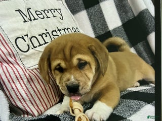 Mixed Breed dogs Mixed Breed Puppy 1 - Ad 2