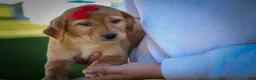 Labrador Retriever dogs for sale: NAOMI - Ad 19