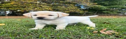 Labrador Retriever dogs for sale: Labrador Retriever 2 - Ad 3