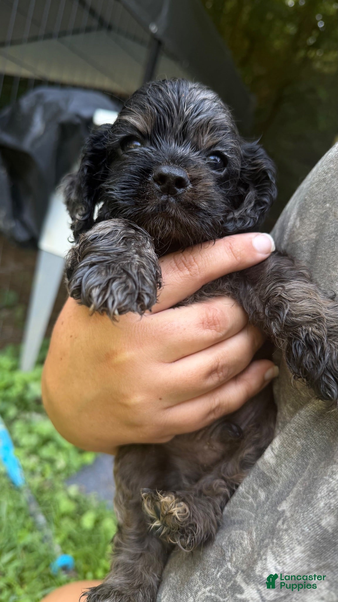 Cocker Spaniel dogs Cocker Spaniel 1 - Ad 2