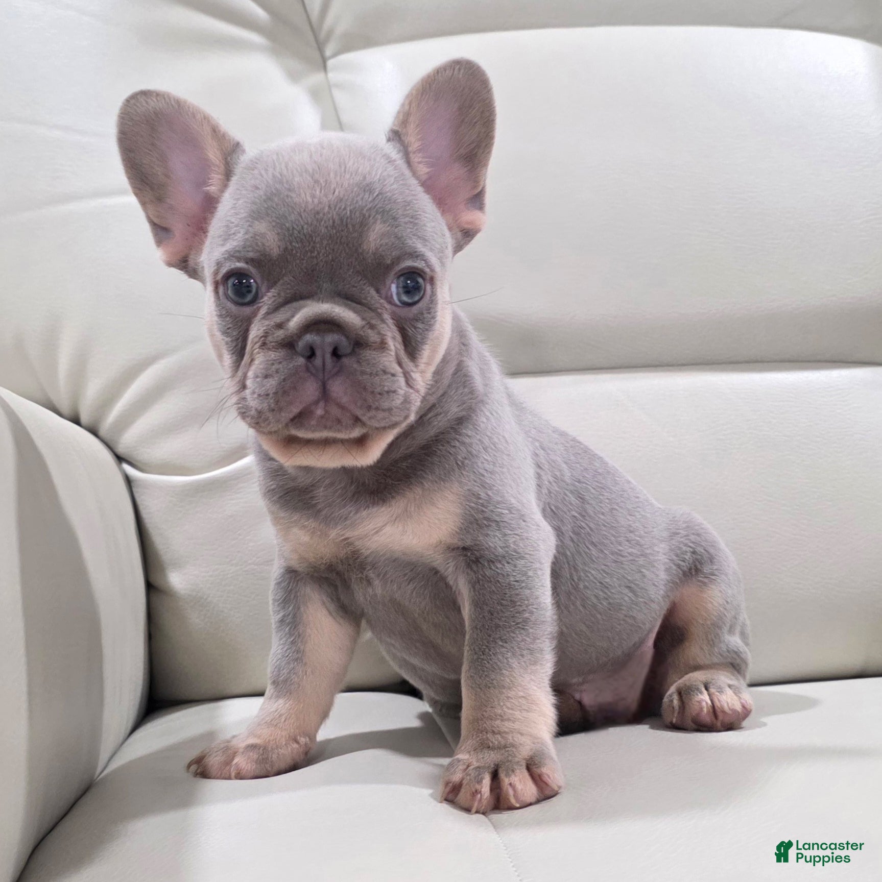 French Bulldog dogs Kane - Ad 37