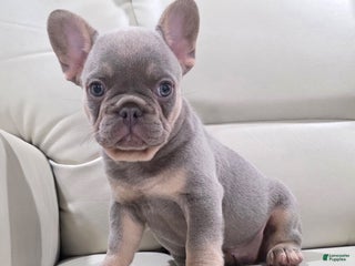 French Bulldog dogs Kane - Ad 38