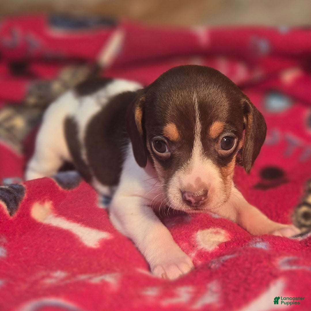 Beagle dogs for sale: Nutmeg Queen Elizabeth Pocket Beagle - Ad 6