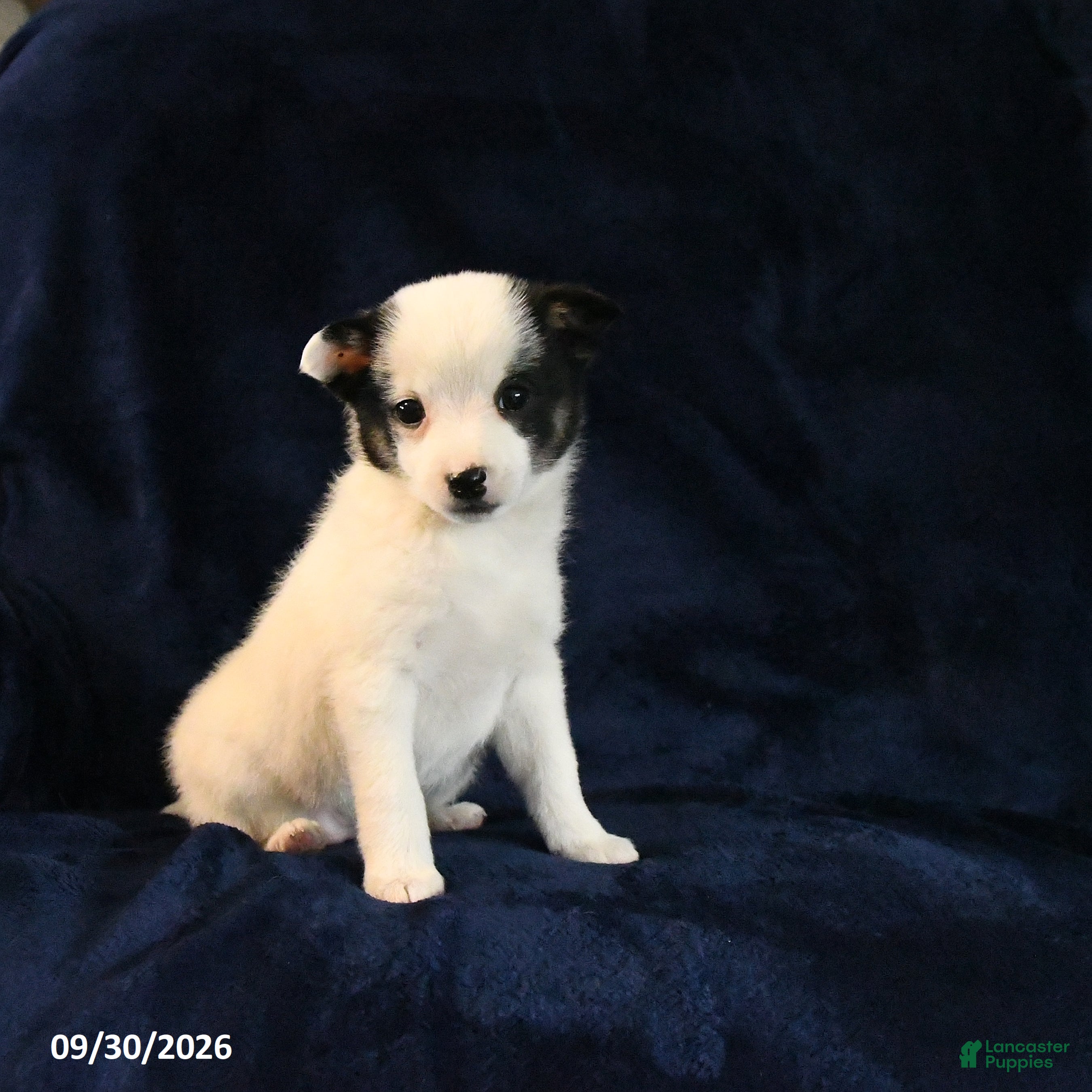 Mixed Breed dogs Sosha - Ad 2