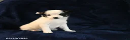 Mixed Breed dogs for sale: Sosha - Ad 2