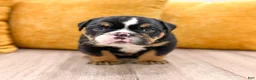 English Bulldog dogs for sale: Callum - Ad 2