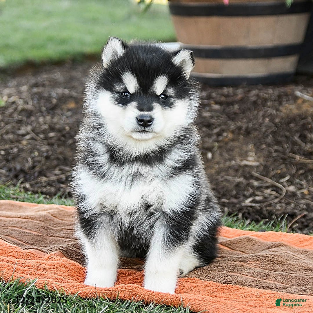 Alaskan Malamute dogs for sale: Jasmine - Ad 4