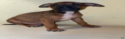 American Pit Bull Terrier dogs for sale: American Pit Bull Terrier Puppy 7 - Ad 3