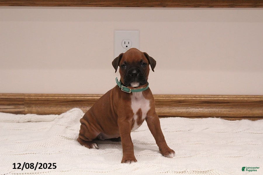 Boxer dogs Lily - Ad 9