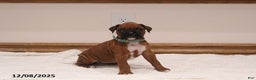 Boxer dogs for sale: Lily - Ad 1