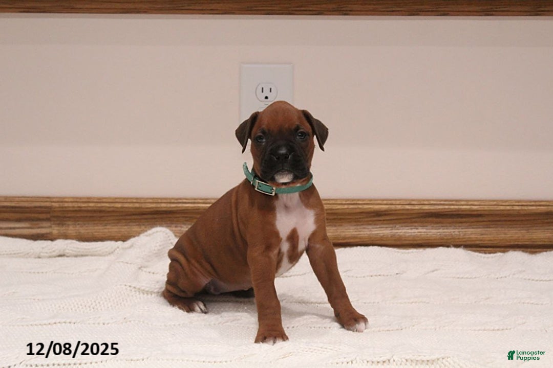 Boxer dogs for sale: Lily - Ad 1