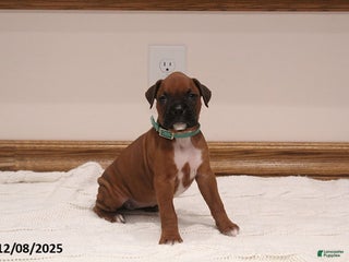 Boxer dogs Lily - Ad 5