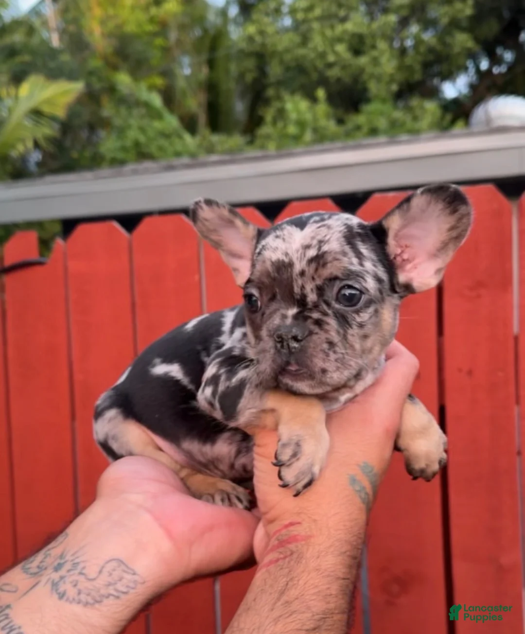 French Bulldog dogs for sale: French Bulldog Isabella Merle - Ad 1