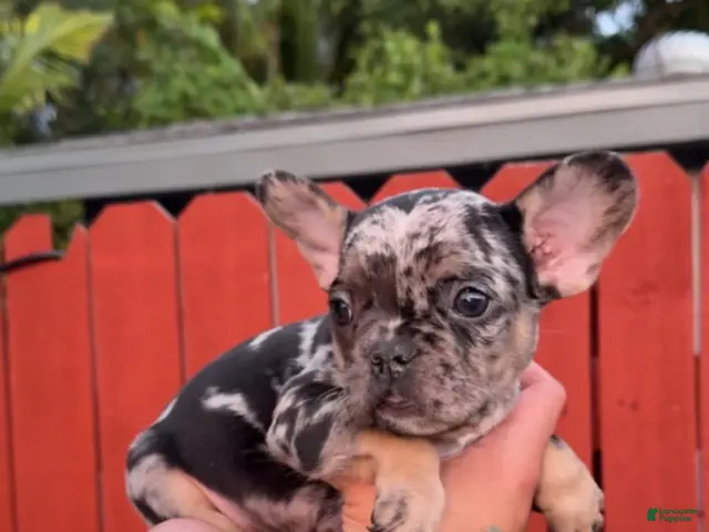 French Bulldog dogs for sale: French Bulldog Isabella Merle - Ad 24