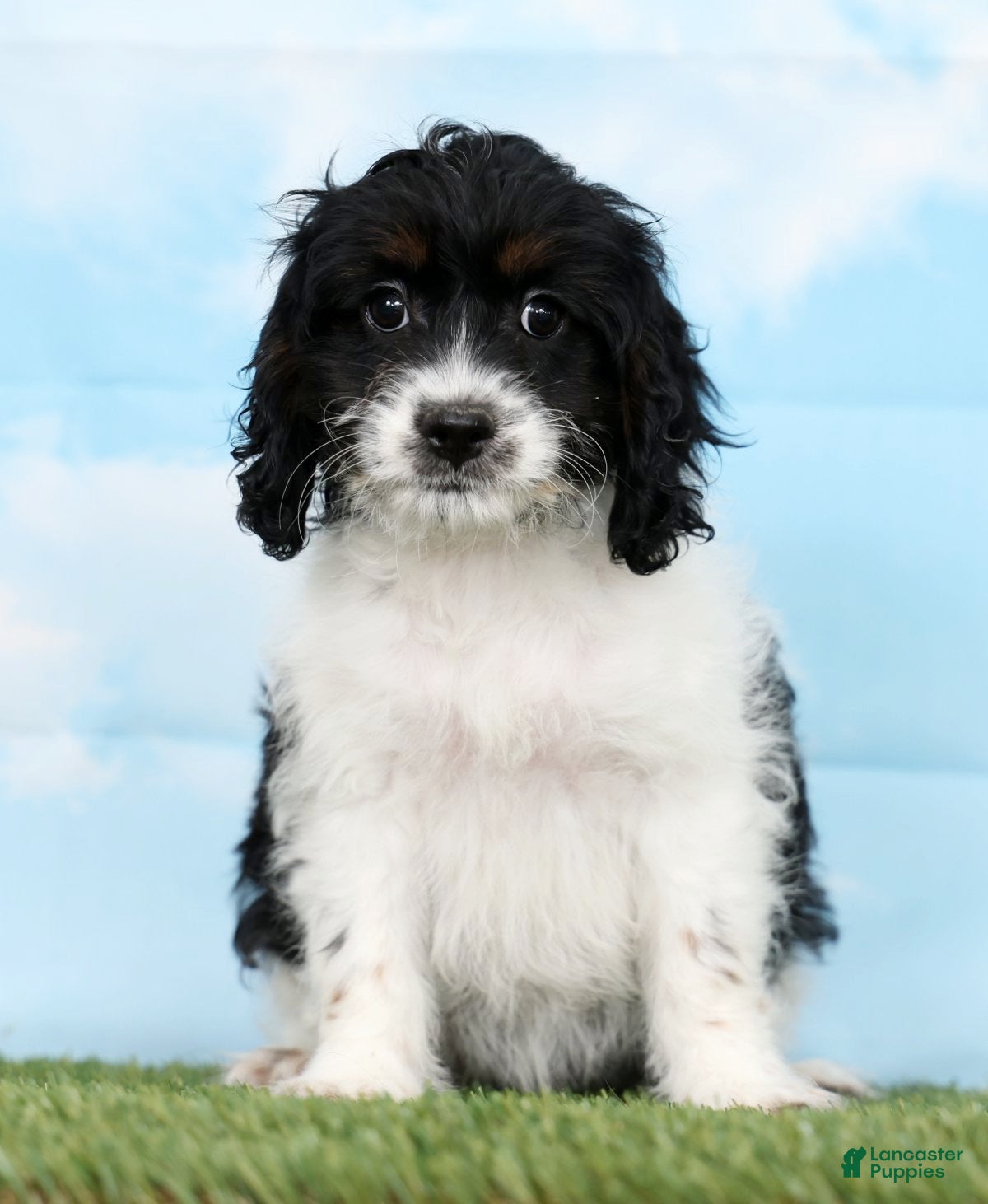 Cockapoo dogs Truffle - Ad 1