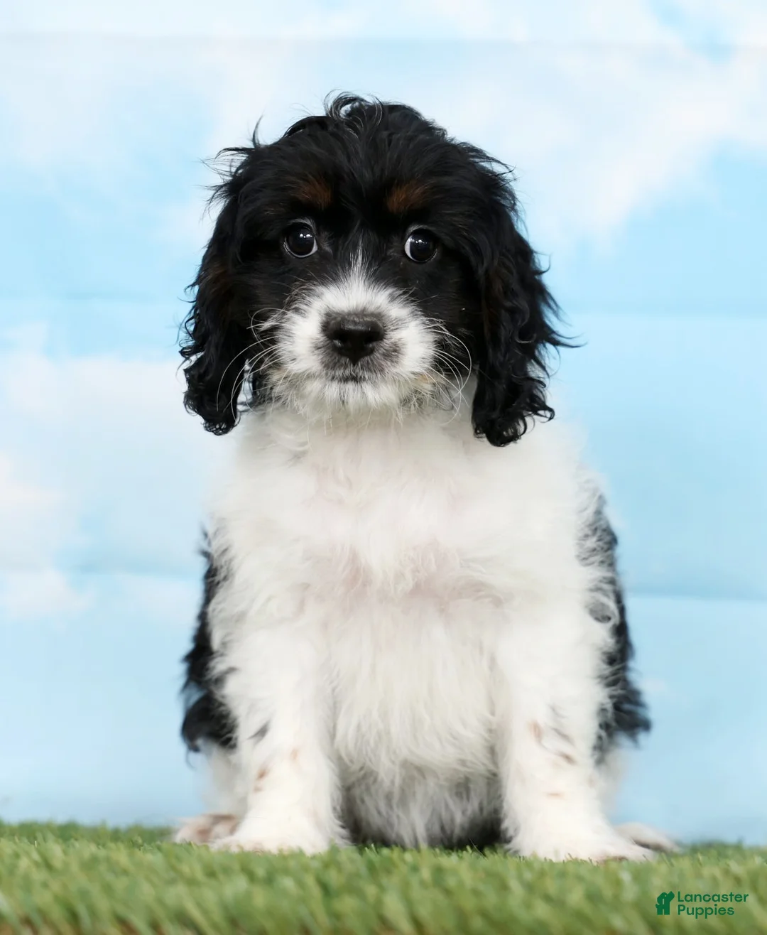 Cockapoo dogs for sale: Truffle - Ad 1