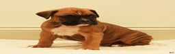 Boxer dogs for sale: Spot - Ad 3