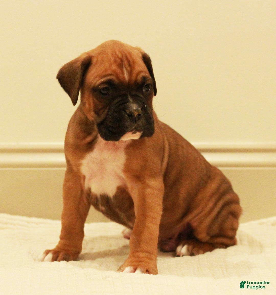 Boxer dogs for sale: Spot - Ad 3