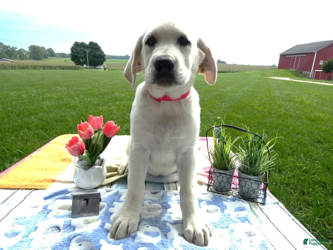 Labrador Retriever dogs for sale: Labrador Retriever 1 Bedford - Ad 4