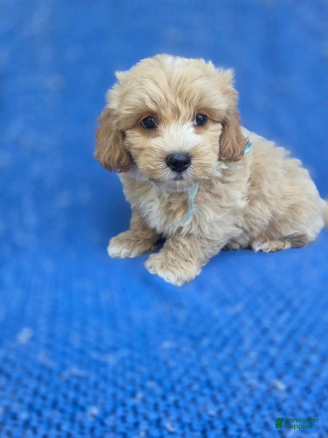 Maltipoo dogs for sale: Teddy  - Ad 1