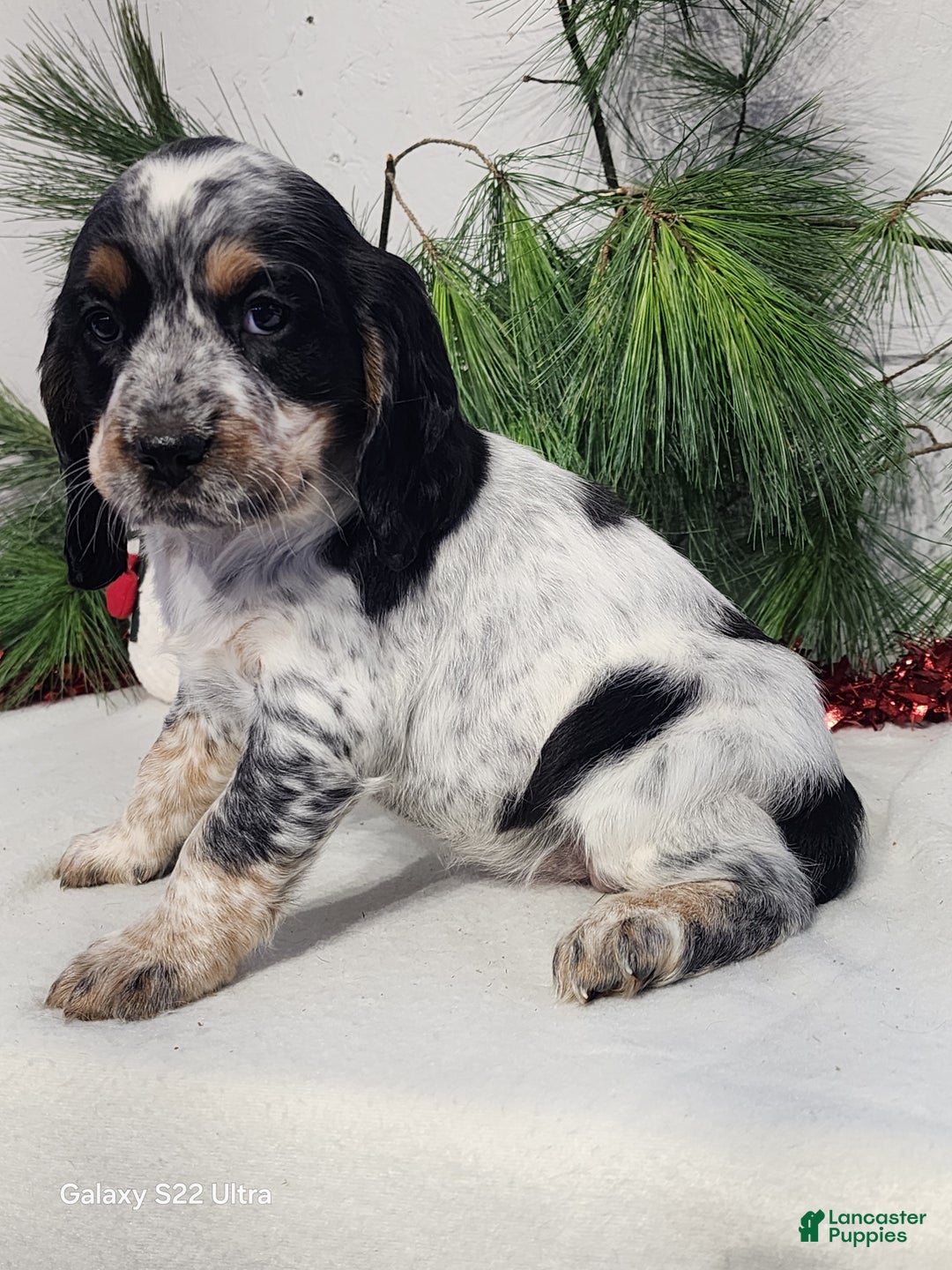 English Springer Spaniel dogs for sale: Missy - Ad 1