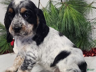 English Springer Spaniel dogs Missy - Ad 12