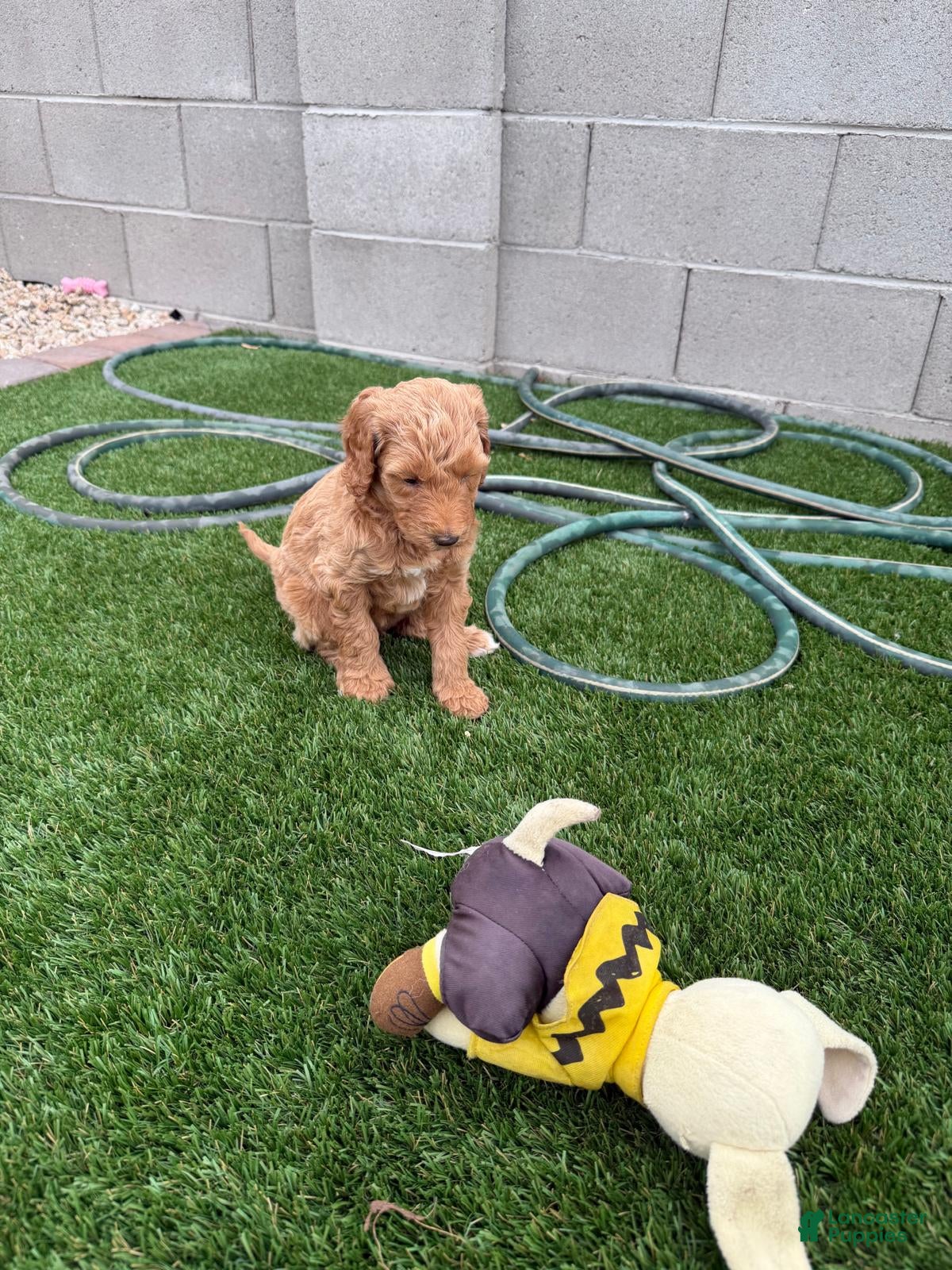 Goldendoodle dogs Goldendoodle Puppy 1 - Ad 22