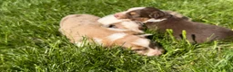 Mixed Breed dogs for sale: Mixed Breed 3 - Ad 6