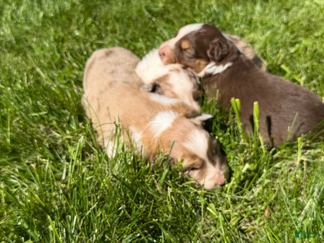 Mixed Breed dogs for sale: Mixed Breed 3 - Ad 6