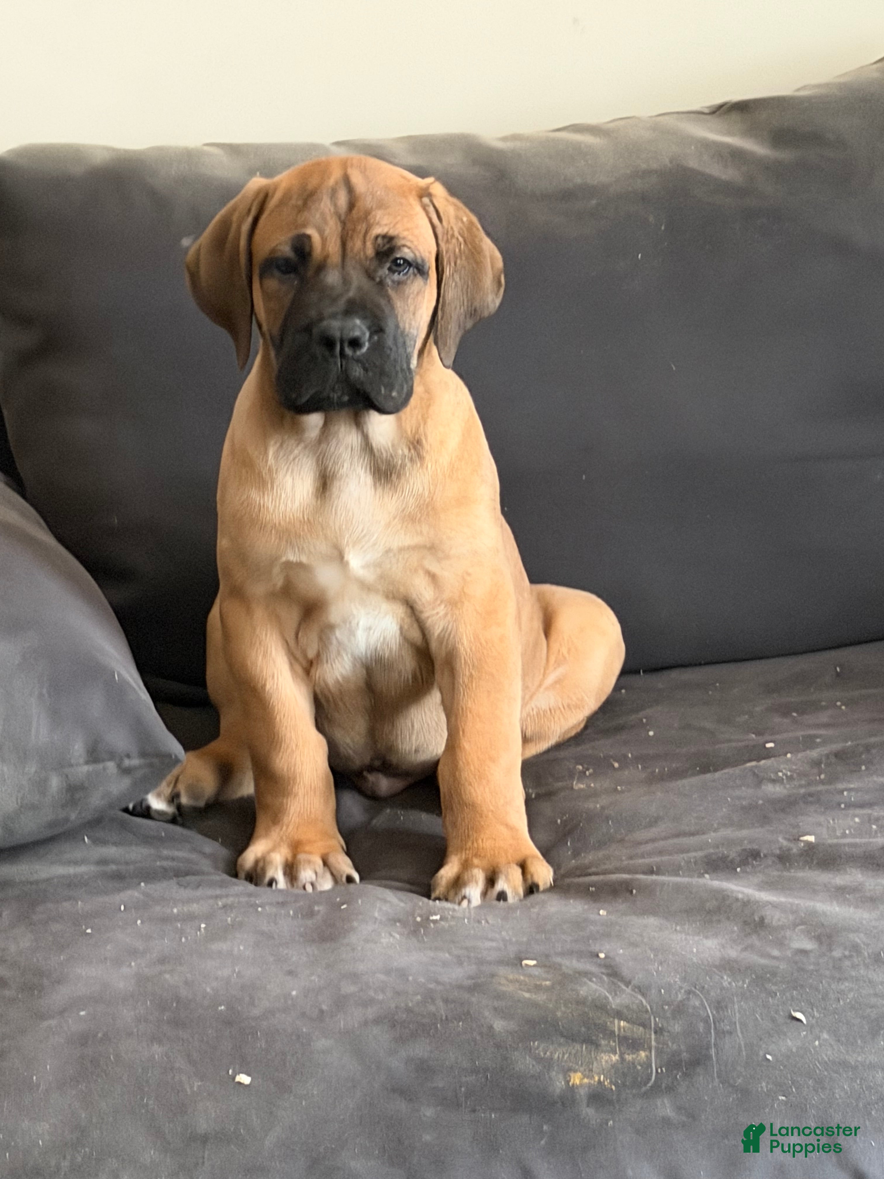 South African Boerboels dogs LGK BAKKO - Ad 12