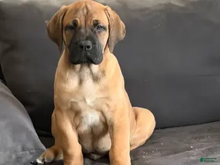 South African Boerboels dogs LGK BAKKO - Ad 15