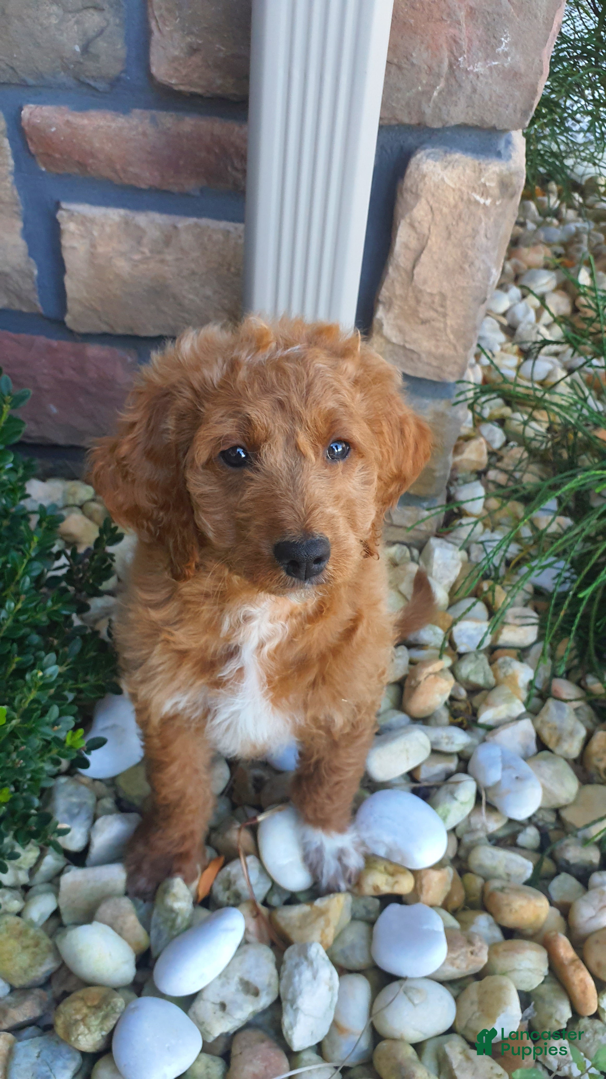 Mini Goldendoodle dogs Mini Goldendoodle 1 - Ad 1