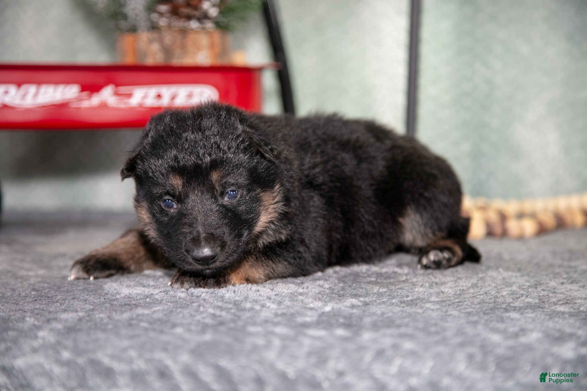 German Shepherd dogs Luka - Ad 9