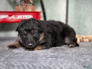 German Shepherd dogs Luka - Ad 9