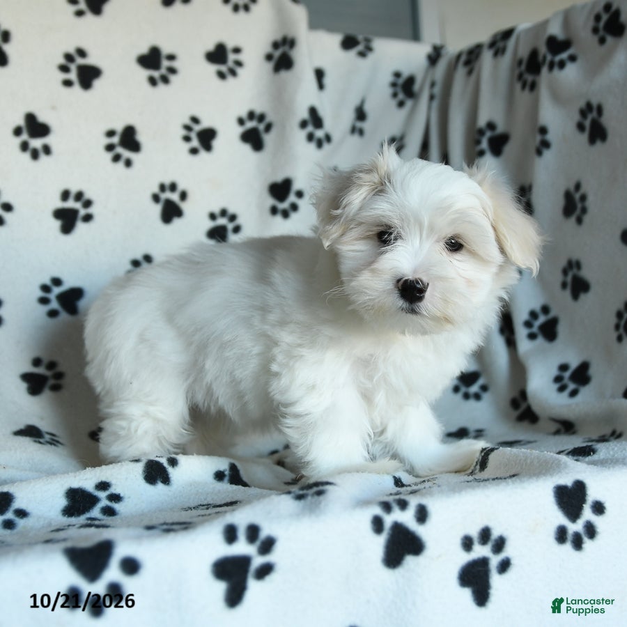 Maltese dogs Percy - Ad 2