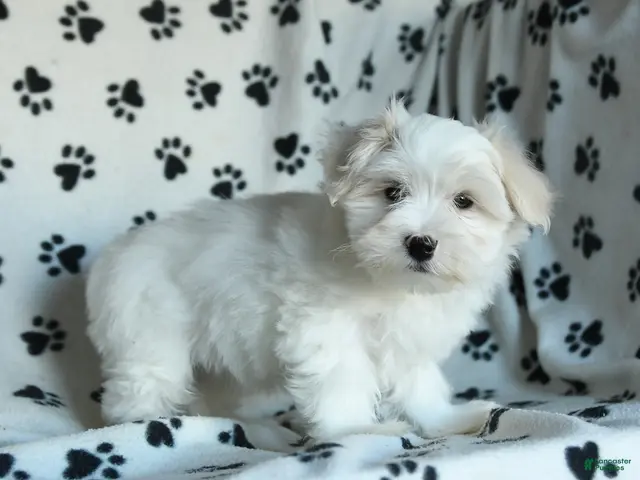 Maltese dogs Percy - Ad 2